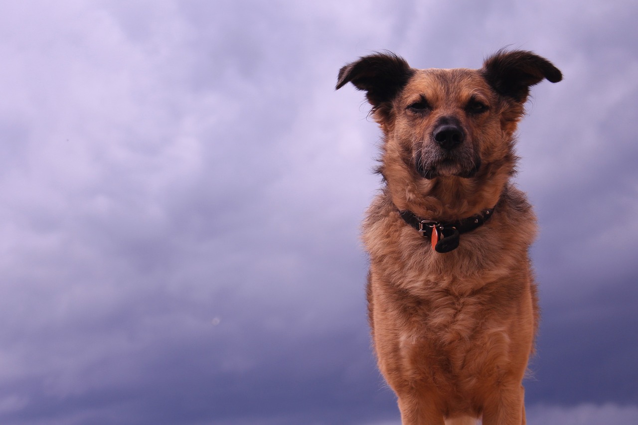 风犬马拉松，挑战与荣耀的奔跑之旅